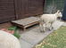 Beautiful pet sheep