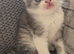Beautiful British long haired kittens