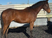 Bay 3yr gelding aes reg can oversto as pre fusion