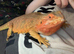 Male bearded dragon with viv