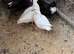 CALL Ducklings available