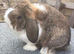 Mini lop girl