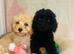 Beautiful F1 Cavapoo Puppies READY TO LEAVE
