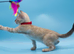 TICA Registered – Beautiful Snow Lynx Bengal Girls Available