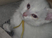 White girl kitten