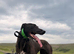 Working Lurcher deerhound cross