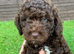 Cockapoo puppy
