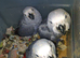African grey babies