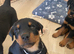 Beautiful Rotti Pups