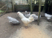 Aruacana hatching eggs , lovely BLUE eggs