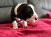 Championship Great Dane Pups