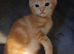 1 x beautiful kitten left.
