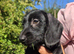 3/4 dachshund 1/4 yorkie female pup.