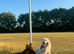 Samoyed female german shepherd male