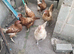 Egg laying hens for sale