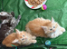Gorgeous mainecoon kittens
