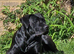 Cane corso puppies