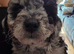 Beautiful cuddly mini Labradoodles F1b looking for forever home.