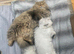 Pure Persian kittens