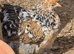 Millefleur Pekin Bantam Pullets