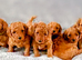 MINIATURE POODLE PUPPIES