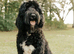 F1B  Rare black standard Goldendoodle puppies in North Wales