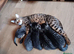 Bengal Kittens: Princess, Hunter & Friend