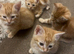 3 beautiful full ginger boy kittens ready now