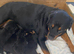 German/Serbian rottweiler puppies