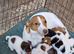 Jack russell pups ready soon