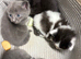 Beautiful kittens