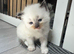 PURE BRED male seal point ragdoll kitten for sale, ready in 1 week