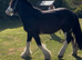 Beautiful Irish Cob 14.2