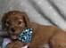 Health Tested Cavapoo Puppies