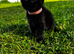 Black  kitten