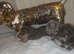 Miniature DACHSHUND