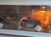 Bull python complete with viv set up