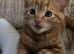 1 male ginger kitten left
