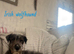 Irish wolfhound pup