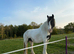 13.3/14 cob mare 14 yrs old
