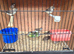 Owl finches
