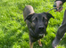 Cane Corso x Malinois