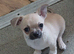Pedigree chihuahua boys