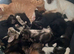 2 left!!!Siamese x Maine Coon Kittens.