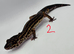 Black night leopard geckos