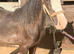 Black show cob