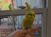 Baby budgies - hand tamed