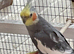 Super cute male cockatiel