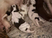 Longcoat chihuahua puppies