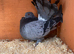 Blue Bar Indian Fantail